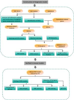 Identification and validation of immune and cuproptosis - related genes for diabetic nephropathy by WGCNA and machine learning